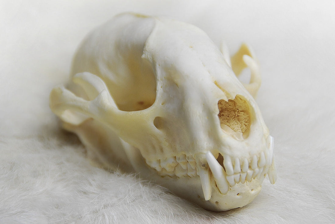 coyote skull
