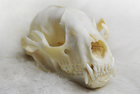 coyote skull