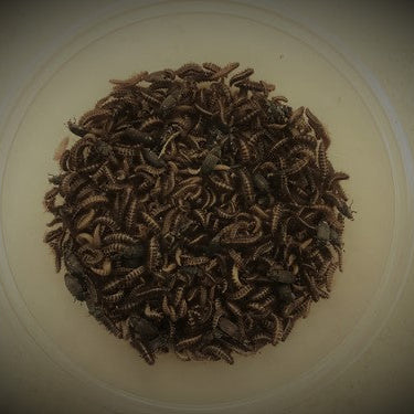 Brown beetles in a container