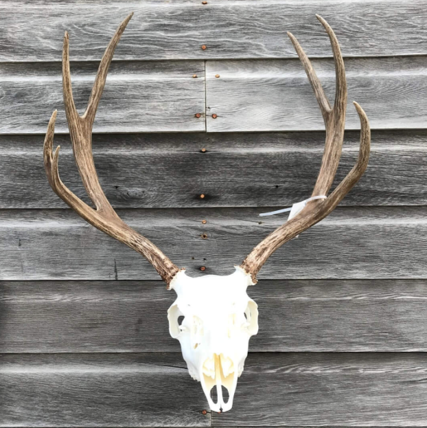 Deer skull with antlers mounted on a wooden wall