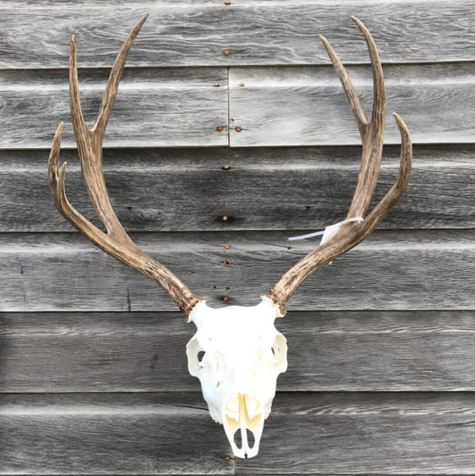 Deer skull with antlers mounted on a wooden wall