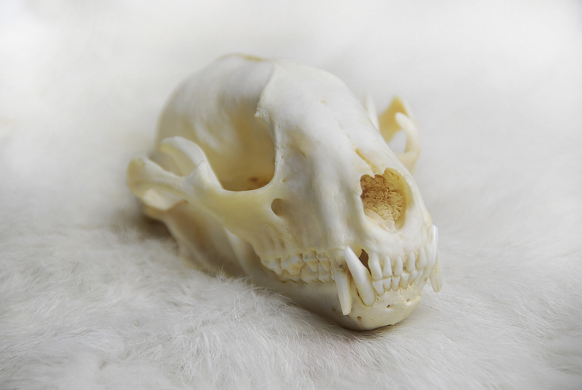 Skull cleaning: Five steps for cleaning bone specimens